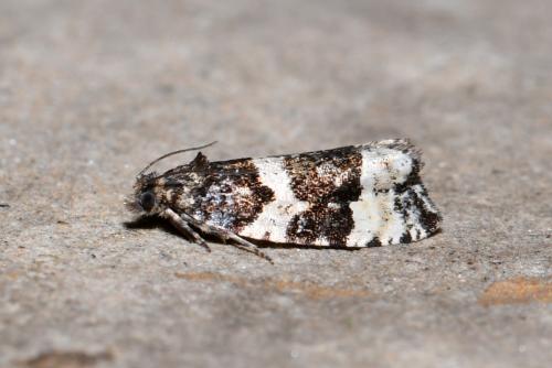 Réf. 208 070 : Phiaris bipunctana